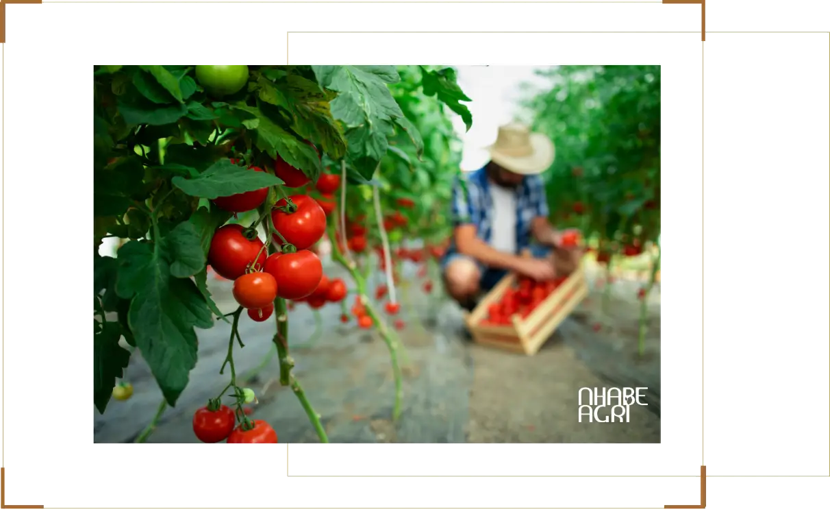 Giới thiệu tổng quan về cây cà chua