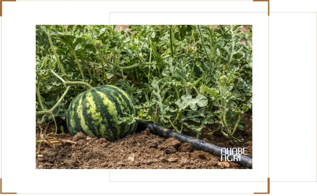 Giới thiệu tổng quan về cây dưa hấu