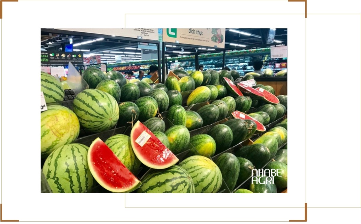 Hiệu quả kinh tế và tiềm năng phát triển cây dưa hấu Hiệu quả kinh tế và tiềm năng phát triển cây dưa hấu