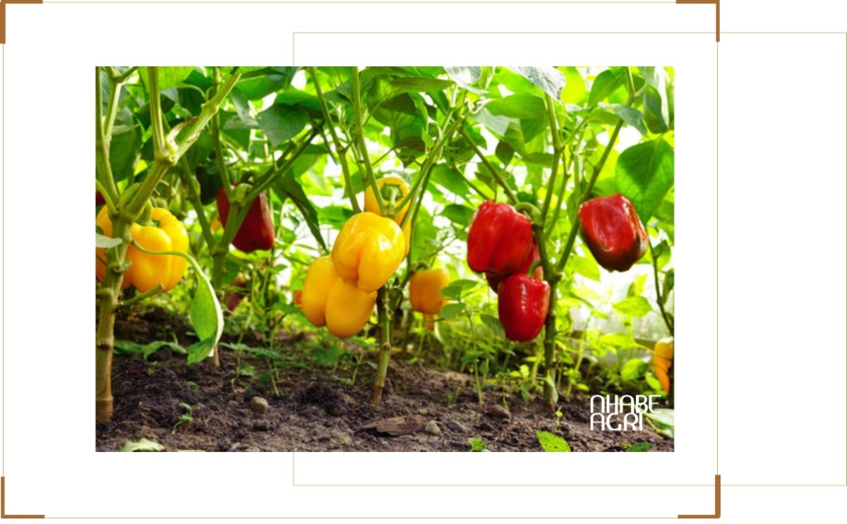 Kỹ thuật trồng và chăm sóc cây ớt Kỹ thuật trồng và chăm sóc cây ớt