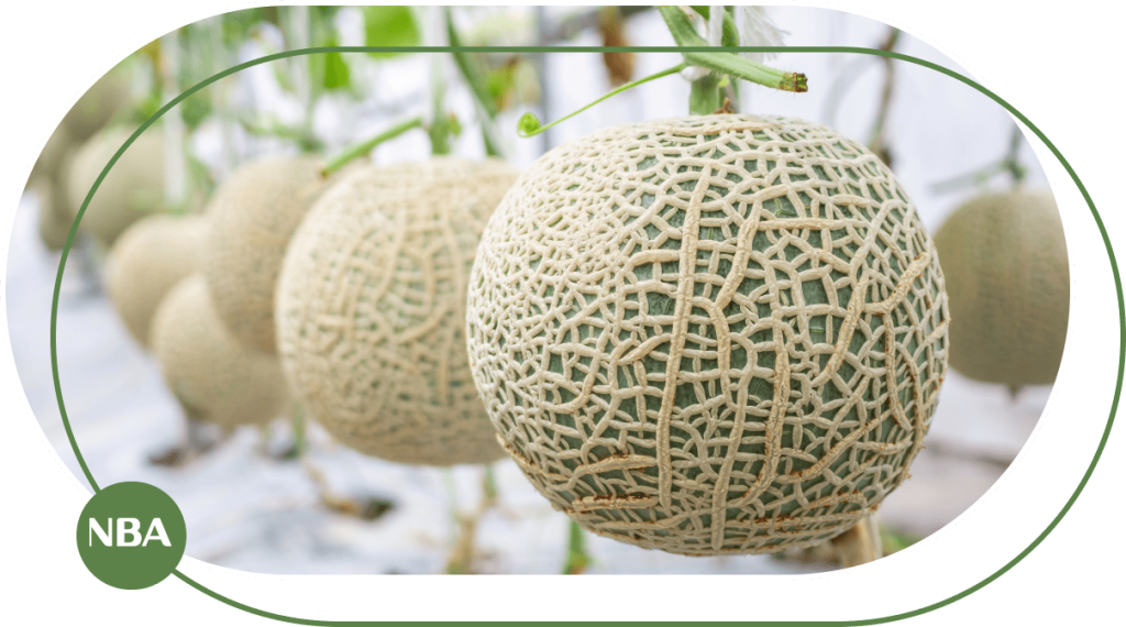 Ky-thuat-tuoi-dua-luoi-tu-dong-1 Hiểu tất tần về bệnh phấn trắng trên cây dưa lưới