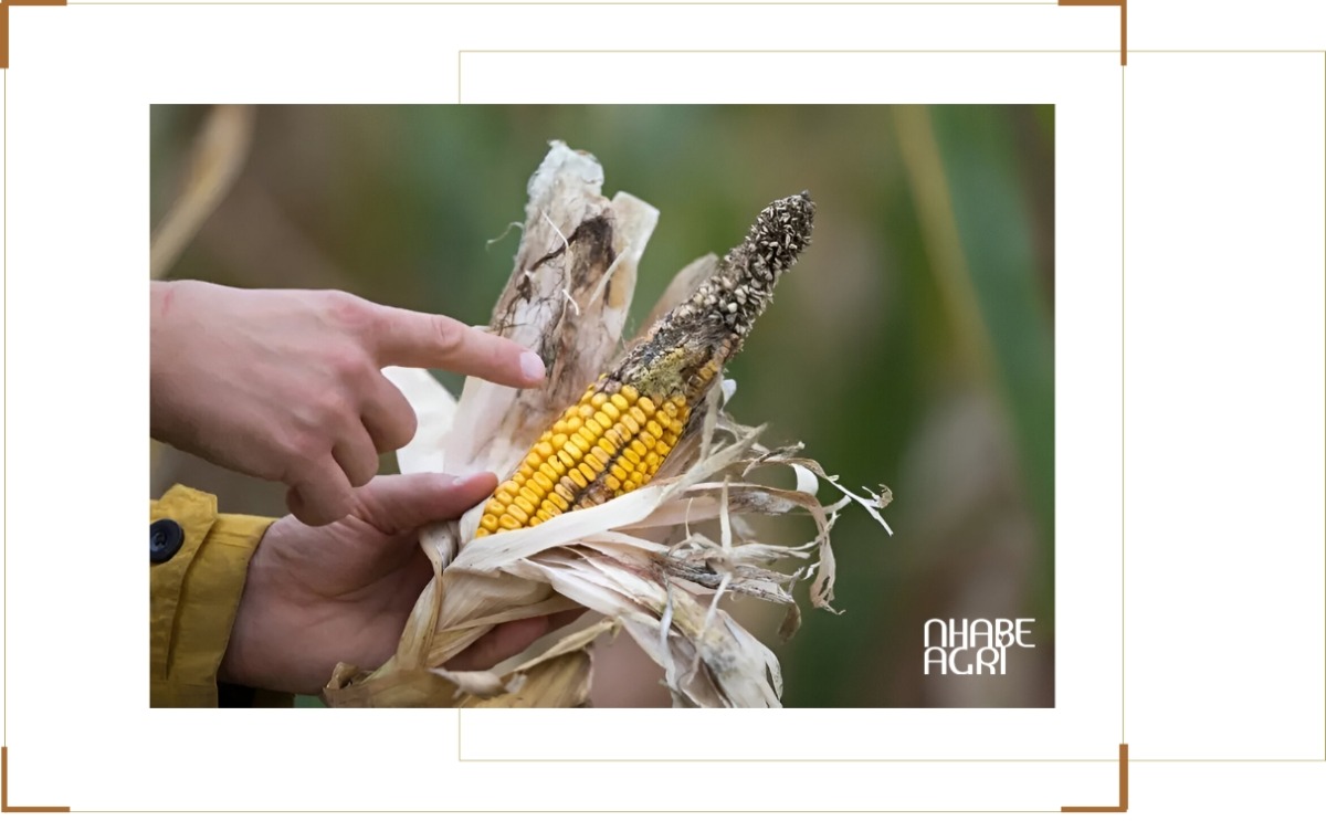 Phòng trừ bệnh trên cây bắp (ngô)