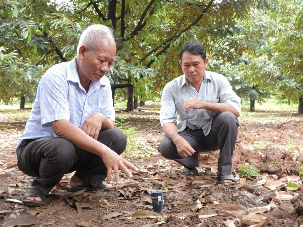 Trang trại sầu riêng lớn nhất Bình Phước Queen farm ứng dụng công nghệ cao 3 Siet chat quan ly chat luong sau rieng xuat khau