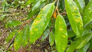 Bệnh đốm mắt cua trên cây sầu riêng 2 Triệu chứng của bệnh đốm mắt cua trên cây sầu riêng