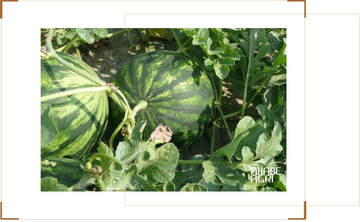 Thách thức cần lưu ý khi trồng dưa hấu Thách thức cần lưu ý khi trồng dưa hấu