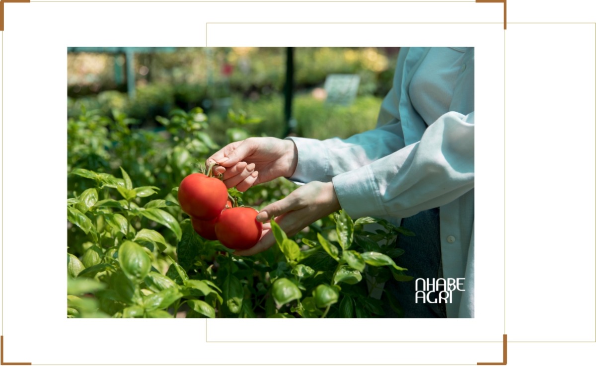 Thu hoạch và bảo quản cà chua