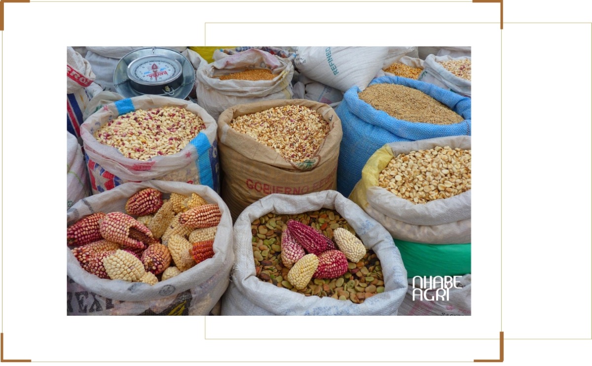 Tiềm năng kinh tế của cây bắp