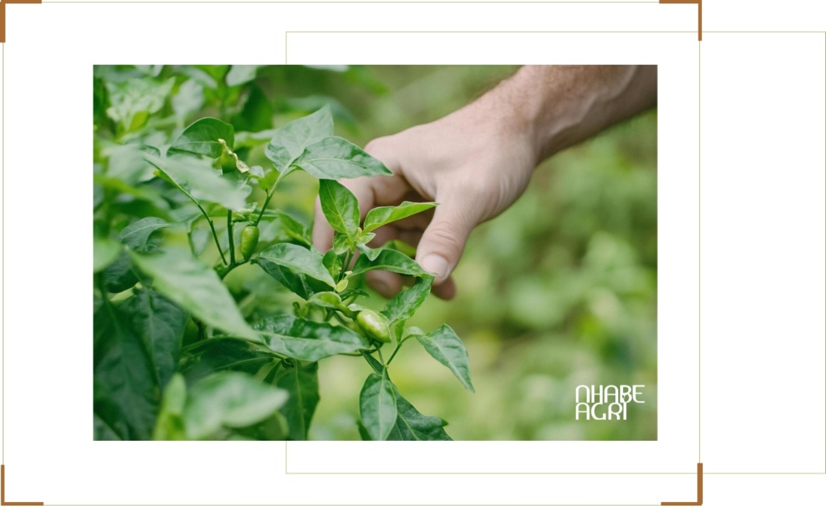 Tiềm năng và thị trường cây ớt Tiềm năng và thị trường cây ớt