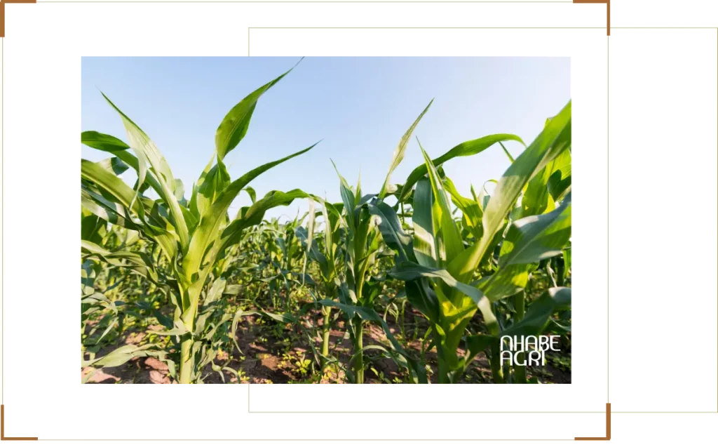 Tổng quan về cây bắp (ngô) (2)