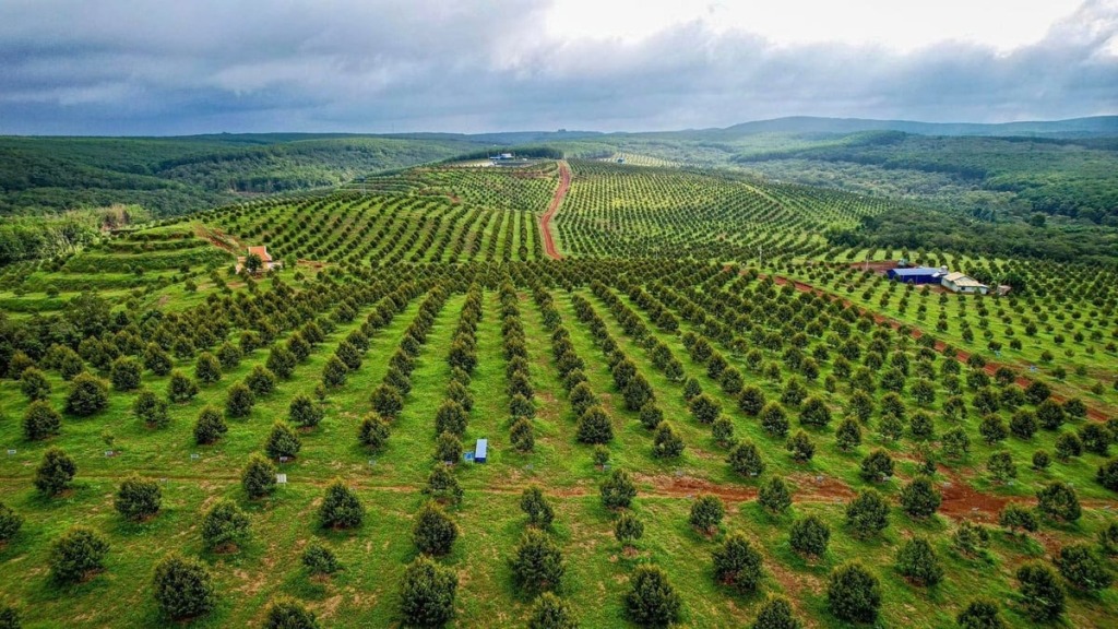 Trang trai sau rieng Queen Farm Binh Phuoc