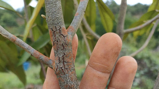 Bệnh nấm hồng trên cây sầu riêng 1