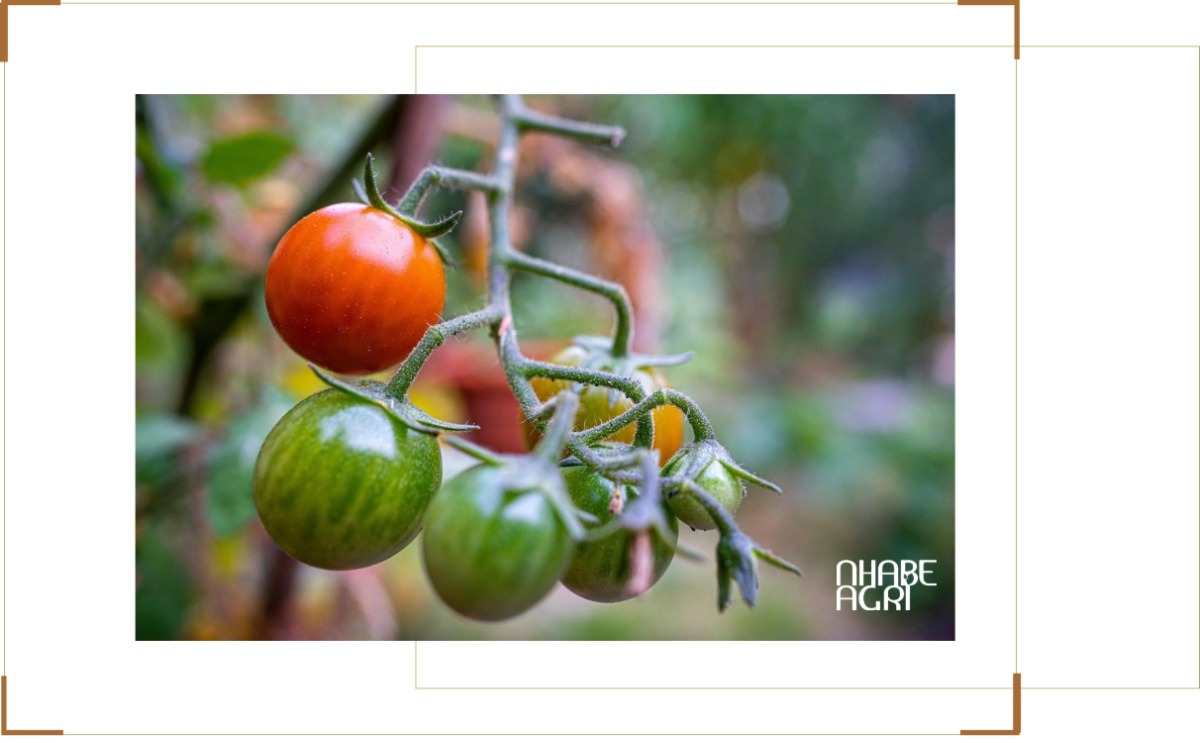 Trồng cà chua ngoài trời – mô hình truyền thống