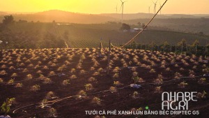 Tuoi ca phe xanh lun bang bec tuoi g5