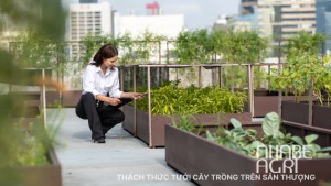 Tuoi cay trong tren san thuong