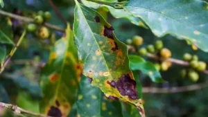 Các loại bệnh hại trên cây cà phê