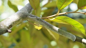 Bệnh nấm hồng trên cây sầu riêng 0