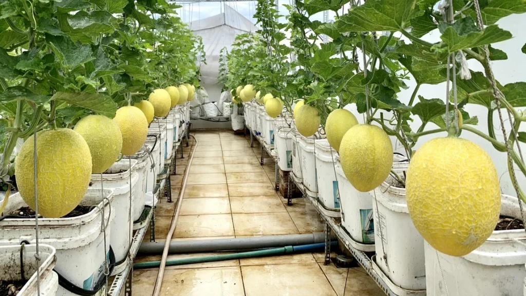 Benh thoi than tren cay dua luoi