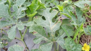 benh tren cay dua hau 1