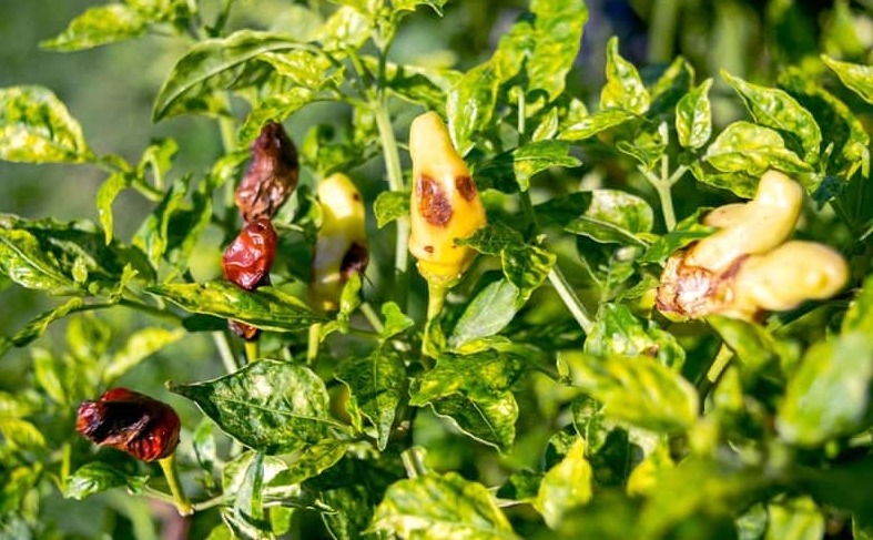 Top 3 bệnh trên cây ớt thường gặp 3 benh tren cay ot benh kham