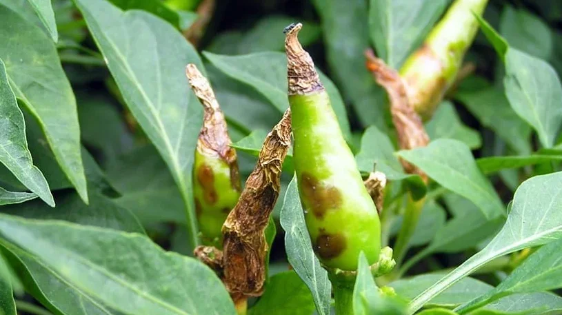 Top 3 bệnh trên cây ớt thường gặp 2 benh tren cay ot benh than thu