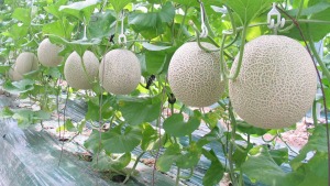 Cac loai benh tren cay dua luoi 1