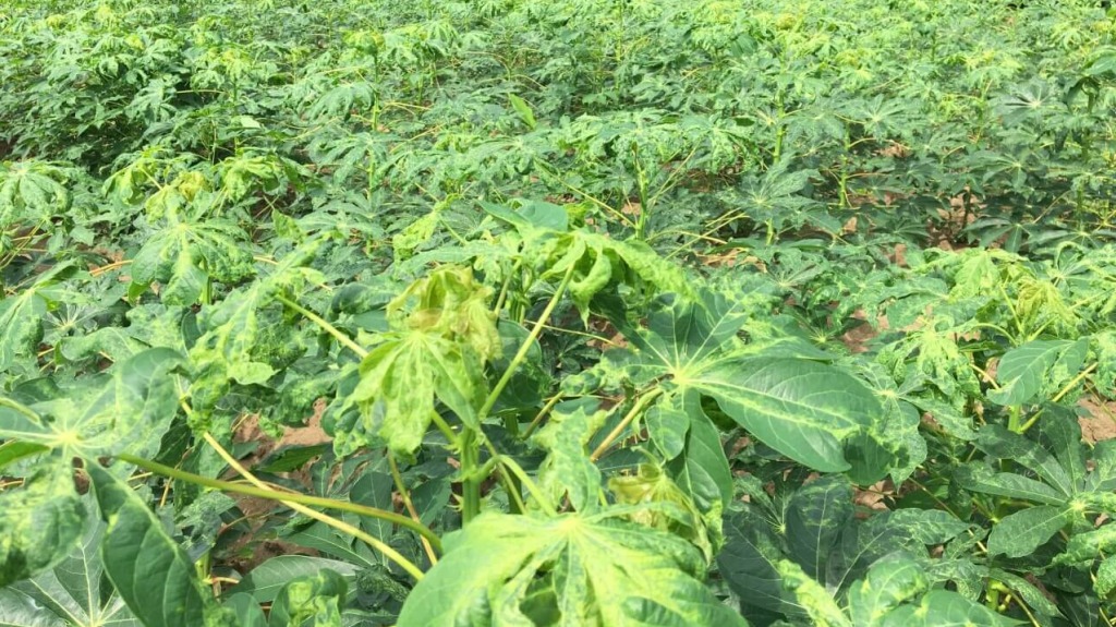 Cac loai sau benh hai tren cay khoai mi