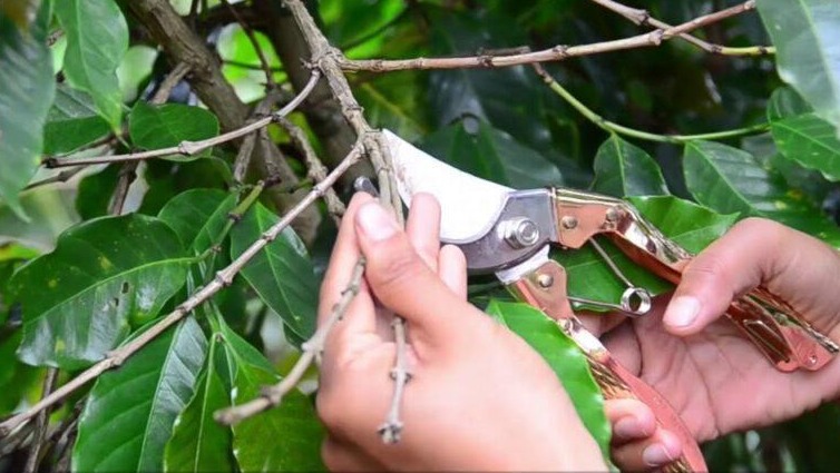 Tìm hiểu tất tần tật về bệnh nấm hồng trên cây cà phê 2 Cắt bỏ cành bị bệnh nấm hồng trên cây cà phê