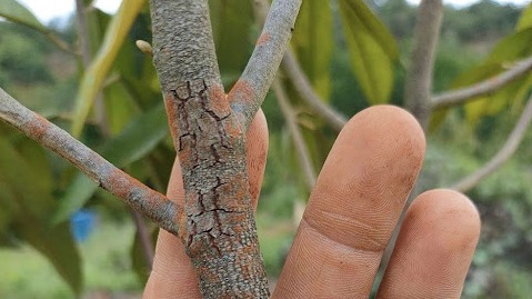 Bệnh nấm hồng trên cây sầu riêng 2 Triệu chứng bệnh nấm hồng trên cây sầu riêng 1