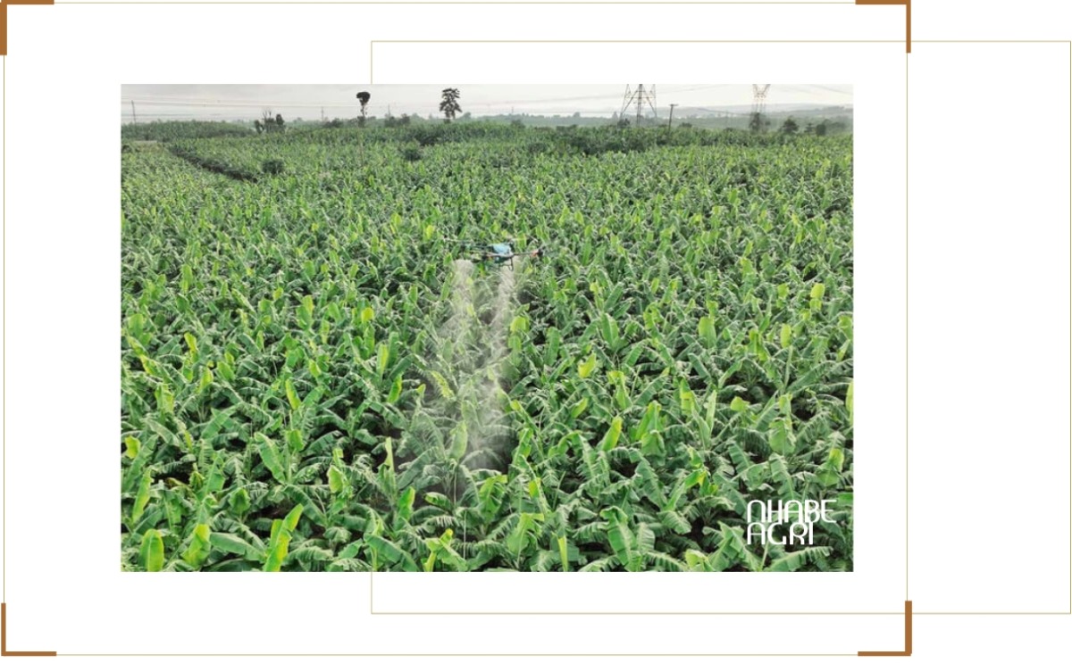 Các biện pháp phòng trừ sâu bệnh trên cây chuối