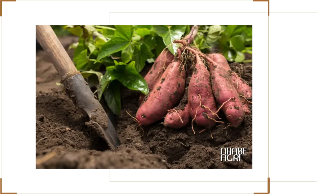 Cẩm nang cách trồng cây khoai lang 9 Cẩm nang cách trồng cây khoai lang