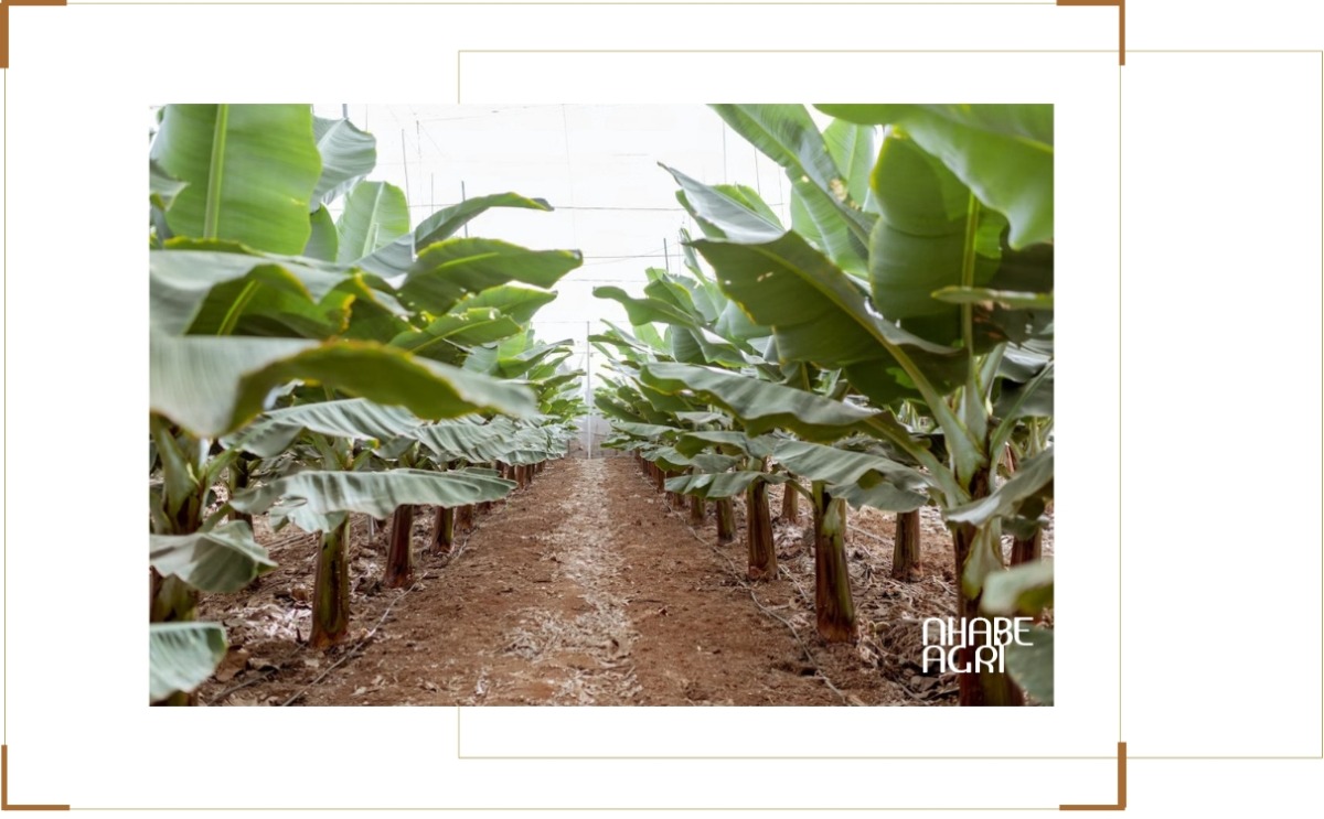 Điều kiện sinh thái phù hợp để trồng cây chuối