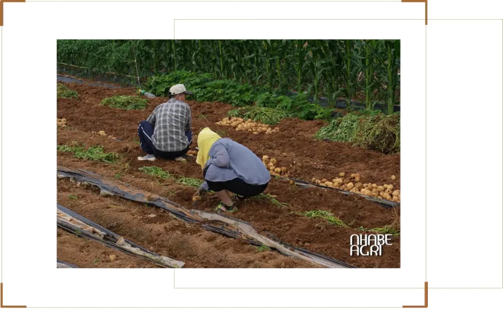 Cẩm nang cách trồng cây khoai tây 11 Giới thiệu chung về cây khoai tây