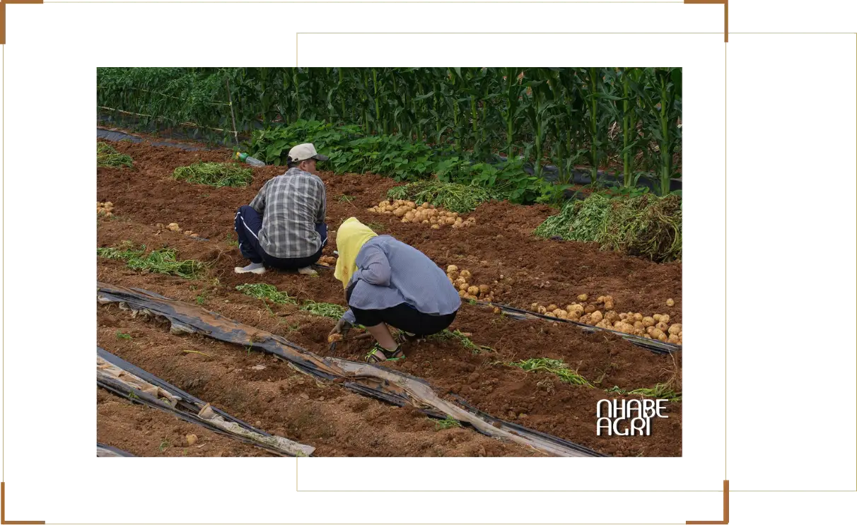 Giới thiệu chung về cây khoai tây