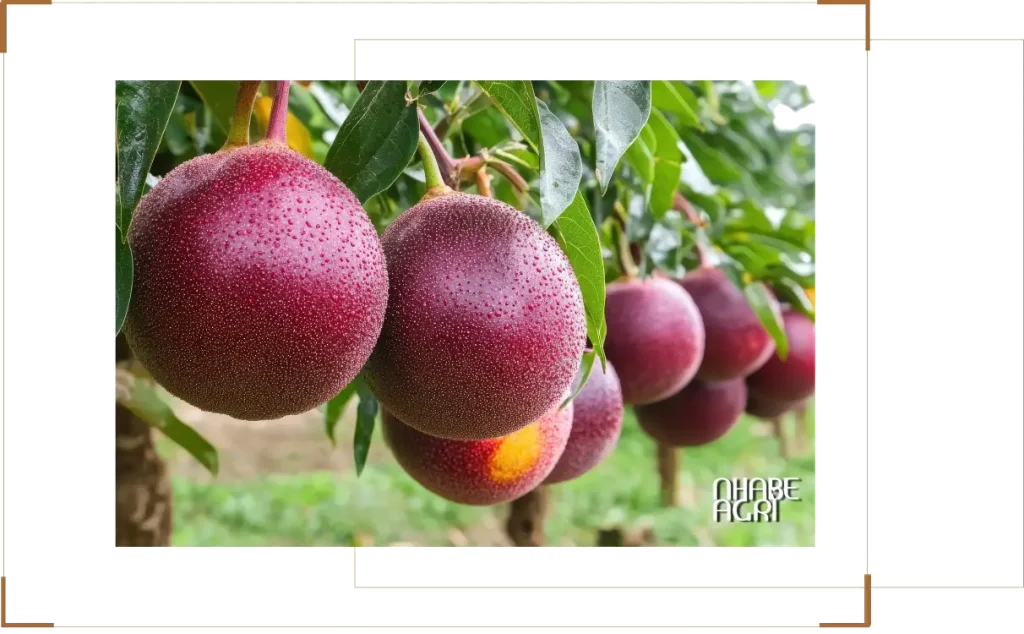 Cẩm nang cách trồng cây chanh leo (Chanh dây) 13 Giới thiệu tổng quan về cây chanh leo (chanh dây)