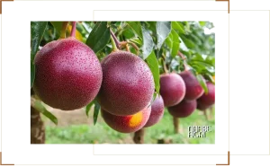 Giới thiệu tổng quan về cây chanh leo (chanh dây)