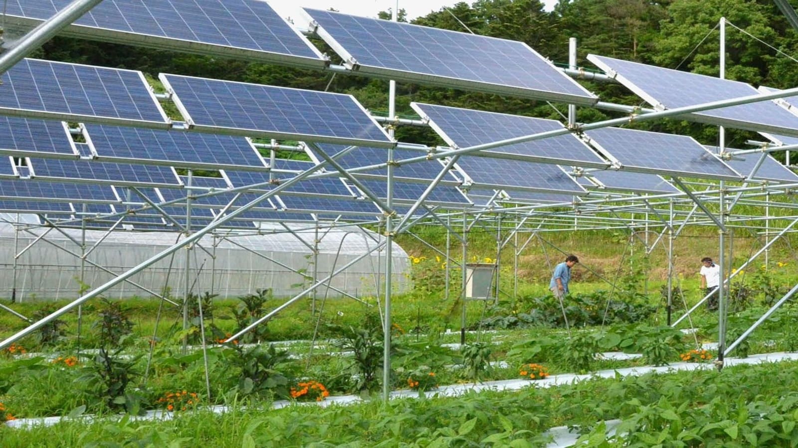Dịch vụ lắp đặt hệ thống điện năng lượng mặt trời tại Đồng Nai 3 Nhà Bè Agri cung cấp đa dạng các giải pháp hệ thống điện năng lượng mặt trời