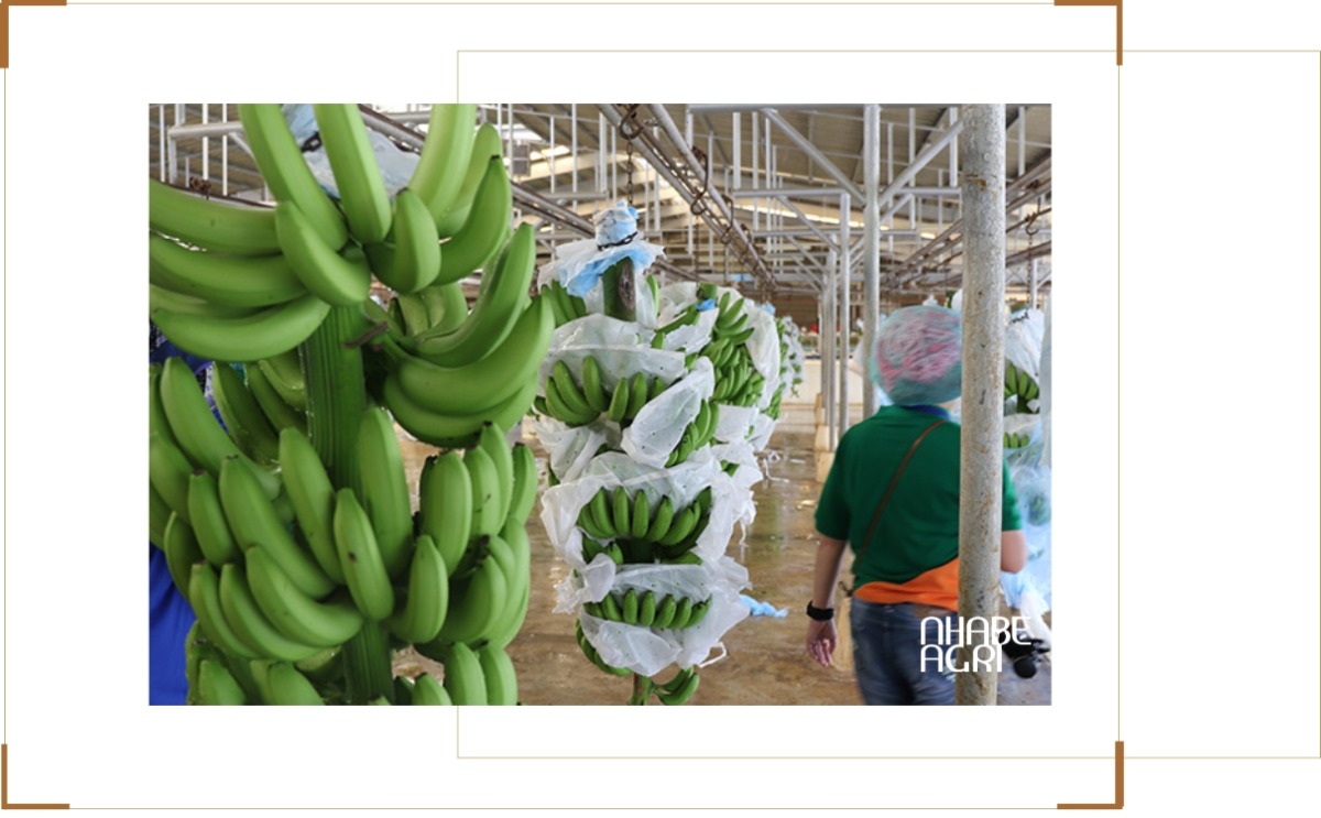 Hiệu quả kinh tế và xuất khẩu cây chuối