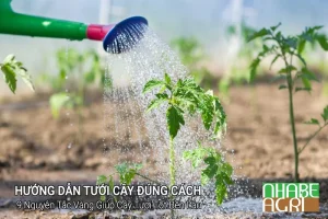 Hướng Dẫn Tưới Cây Đúng Cách