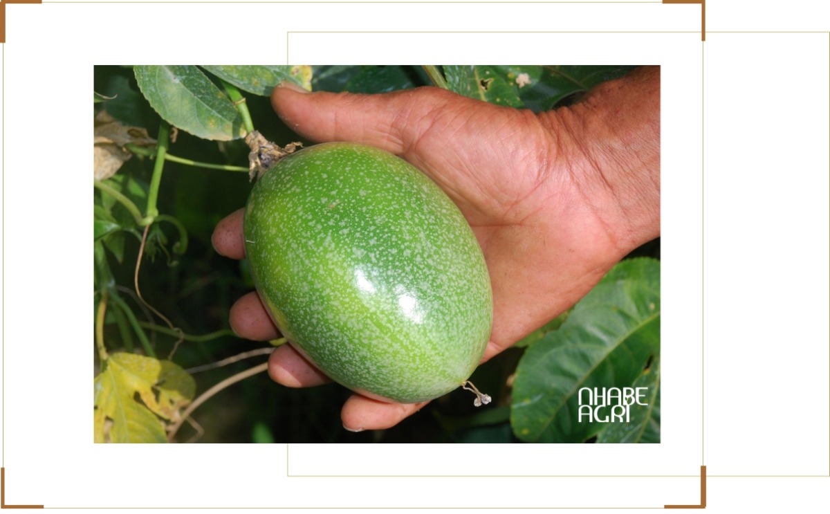 Kỹ thuật trồng chanh leo đúng chuẩn