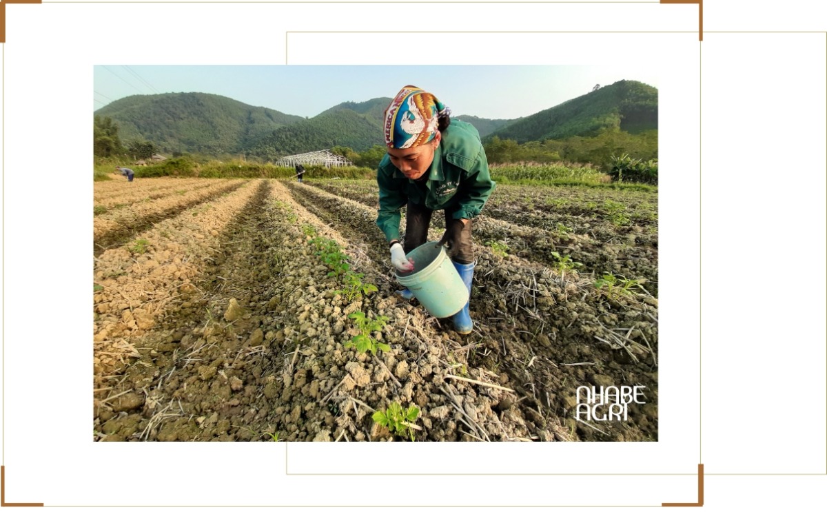 Kỹ thuật trồng khoai tây - Bón phân cho khoai tây