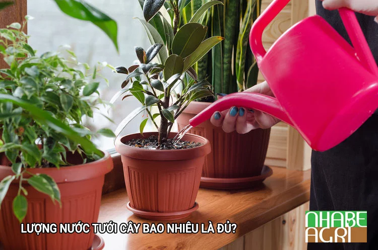 Hướng Dẫn Tưới Cây Đúng Cách Toàn Tập: 9 Nguyên Tắc Vàng Giúp Vườn Luôn Xanh Tốt 3 Lượng Nước Tưới Cây Bao Nhiêu Là Đủ