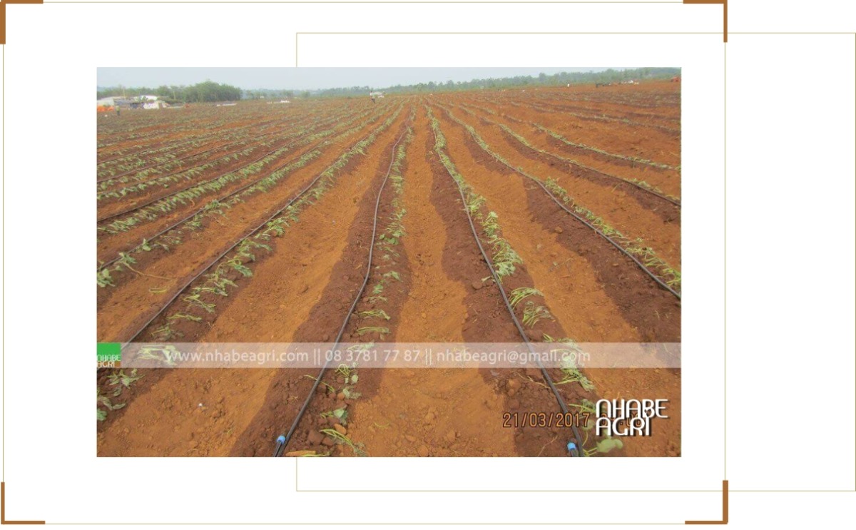 Mô hình tưới nhỏ giọt khoai lang Mô hình tưới nhỏ giọt khoai lang
