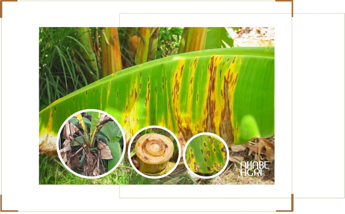 Một số sâu bệnh thường gặp trên cây chuối - Nhabeagri