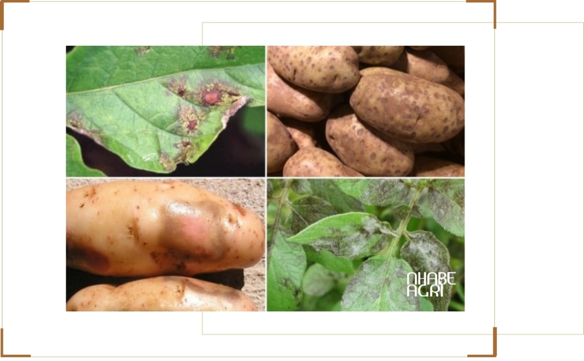 Phòng trừ sâu bệnh cho cây khoai tây