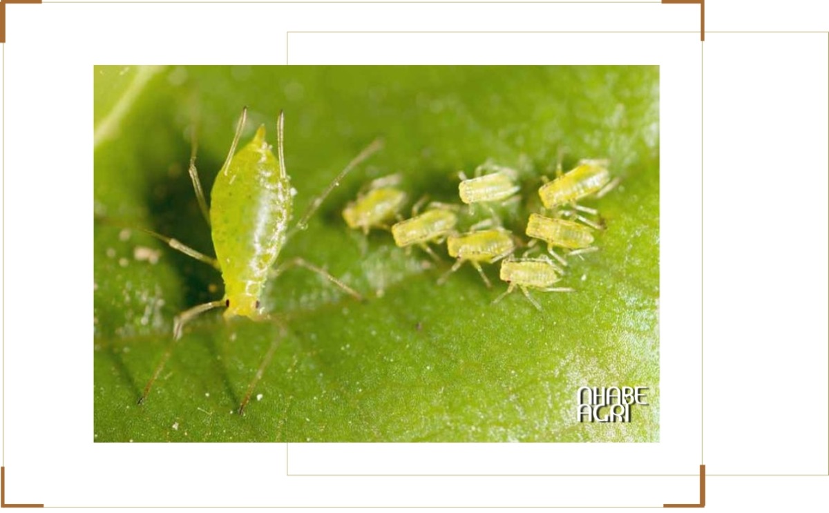 Phòng trừ sâu bệnh trên cây chanh leo (Rầy mềm)