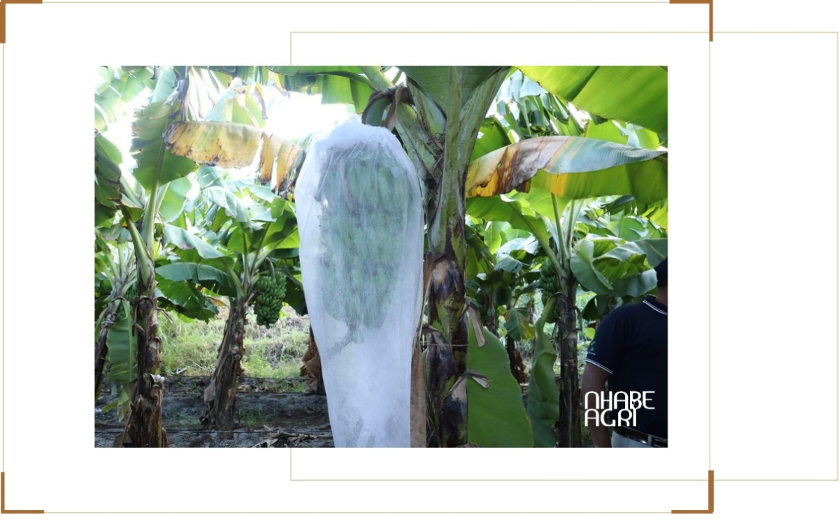 Quy trình chăm sóc cây chuối - bao buồng chuối