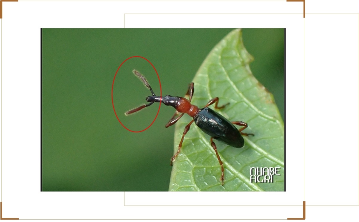 Sâu bệnh trên cây khoai lang Sâu bệnh trên cây khoai lang