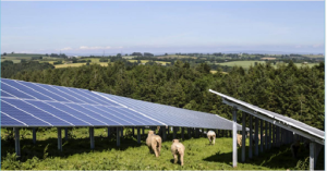 So sánh chi phí điện truyền thống và điện năng lượng mặt trời trong chăn nuôi