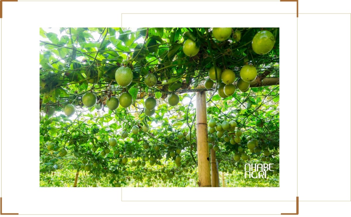 Tạo tán, tỉa cành cây chanh leo