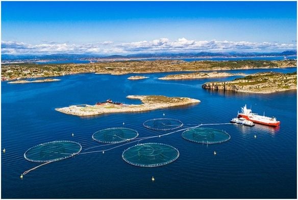 Tiềm năng của năng lượng mặt trời được sử dụng trong nuôi trồng thủy sản